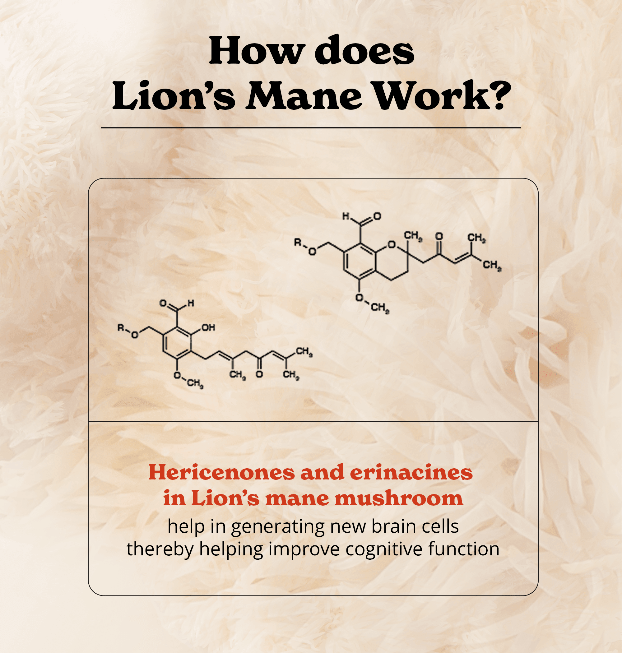 Lion's Mane Mushroom Capsules